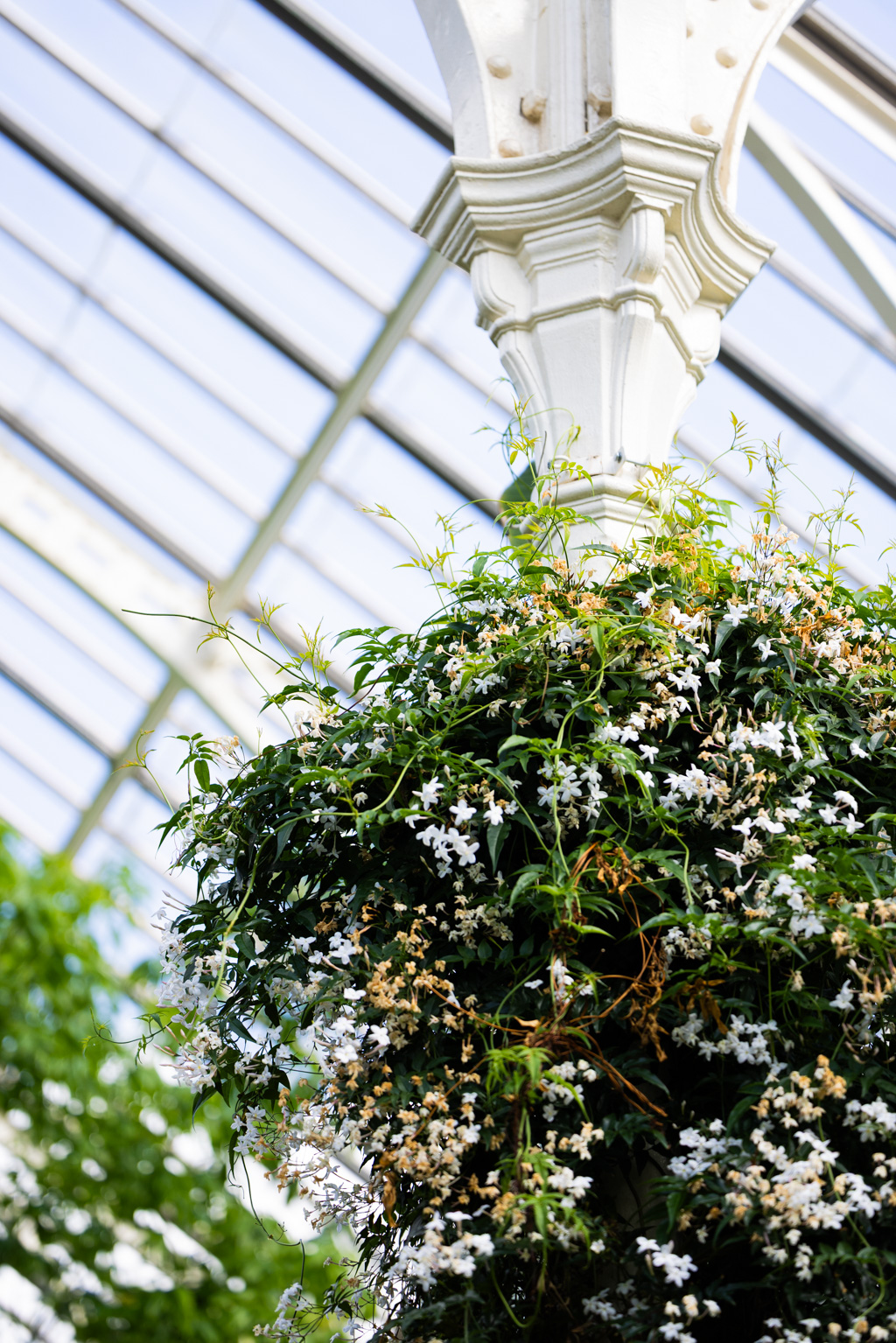 Bright white jasmine flowers adorn an ornate pillar within a sunlit conservatory. Green vines contrast with architectural details and blue sky.