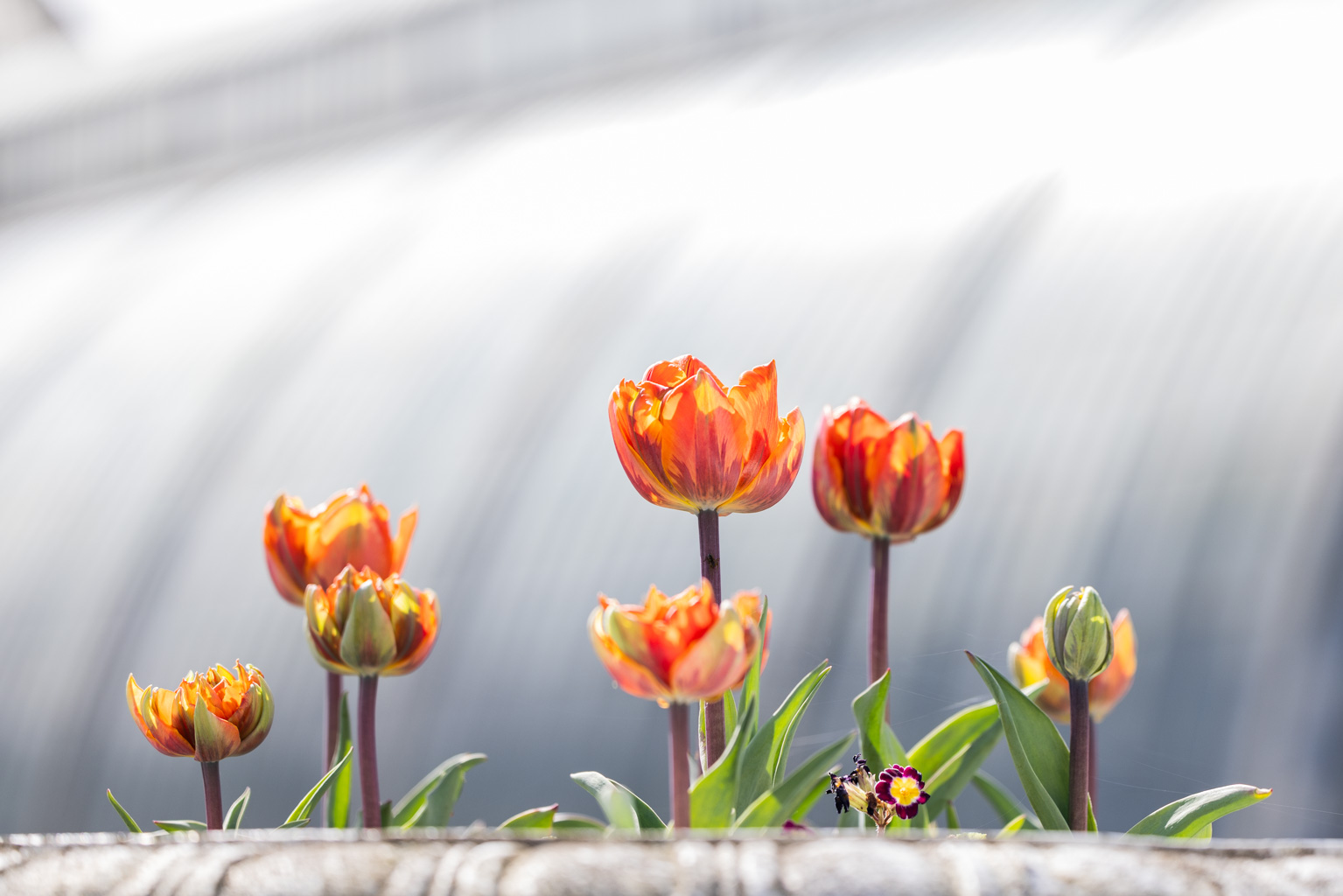 Vibrant orange and red tulips, beautifully backlit and glowing, stand before a bright, streaky, blurred background.