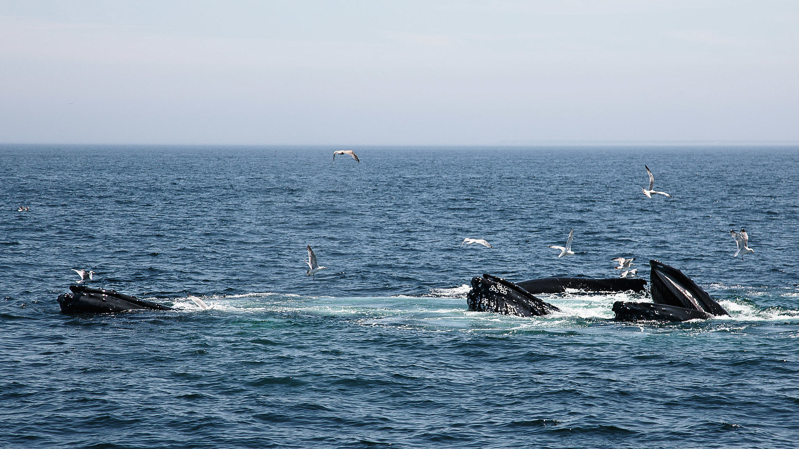 Dynamic scene of humpback whales bubble-net feeding, mouths agape, surrounded by gulls on a calm, deep blue ocean under a bright, hazy sky.